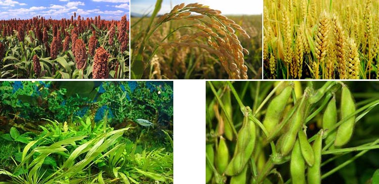 浙江鱼饲料P站PROBURN破解版采购注意事项