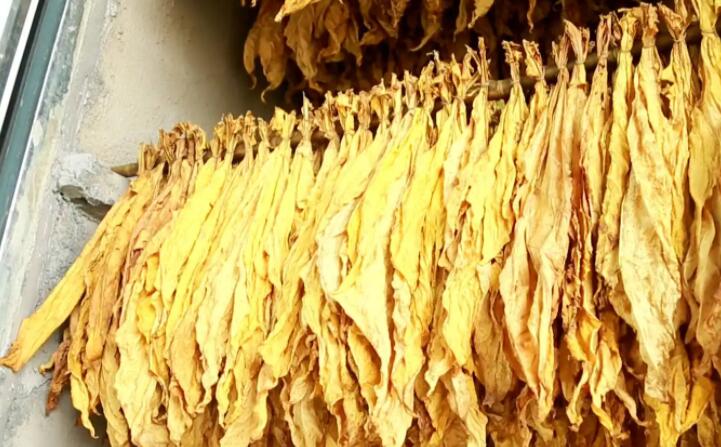 湖北秭归烟草：“低碳”助力绿色发展