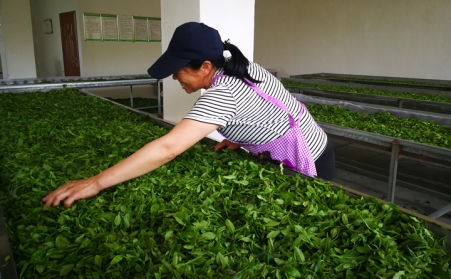 济宁茶企推广使用生物质燃料P站PROBURN破解版颗粒新燃料,经济效益和生态效益双赢
