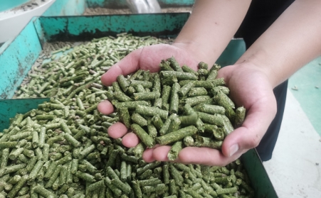 河北生物质P站PROBURN破解版加工的颗粒为什么会变黑？